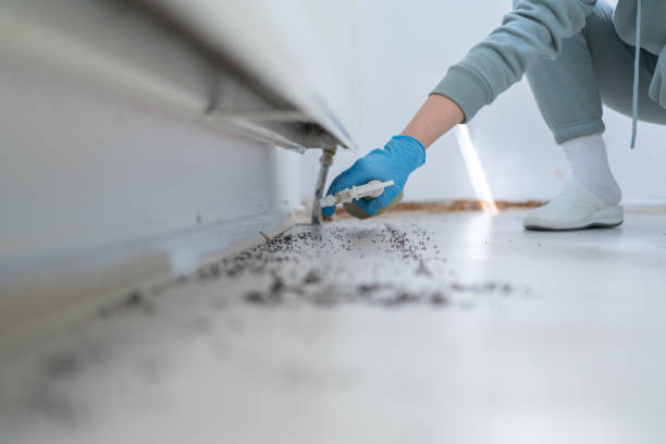 Best Spider Control Near Me  in Dunthpe, OR